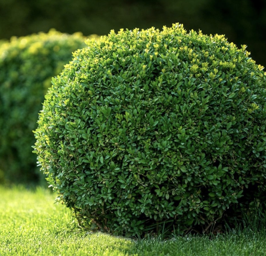 L'Ilex crenata est une solution idéale pour remplacer les topiaires de Buis. Atelier MR Paysagiste Paris.