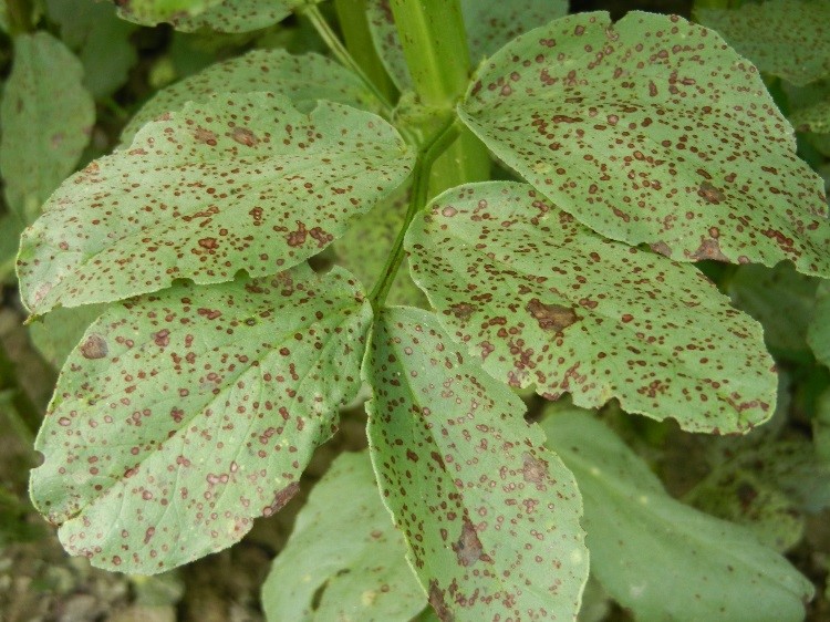 Comment diagnostiquer et traiter naturellement le Botrytis sur les plantes ornementales à Paris avec Atelier MR Paysagiste.