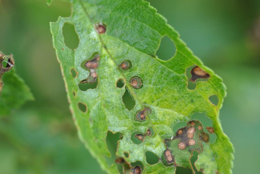 Comment diagnostiquer et traiter naturellement la Criblure sur les plantes ornementales à Paris avec Atelier MR Paysagiste.
