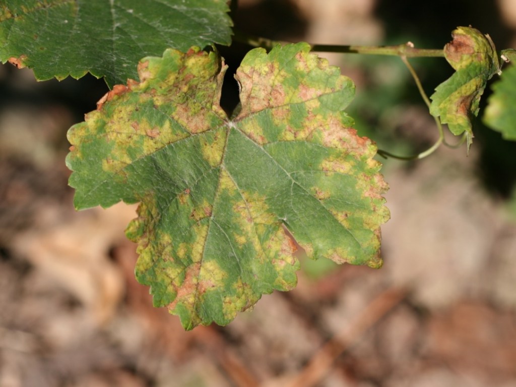 Comment diagnostiquer et traiter naturellement le Mildiou sur les plantes ornementales à Paris avec Atelier MR Paysagiste.