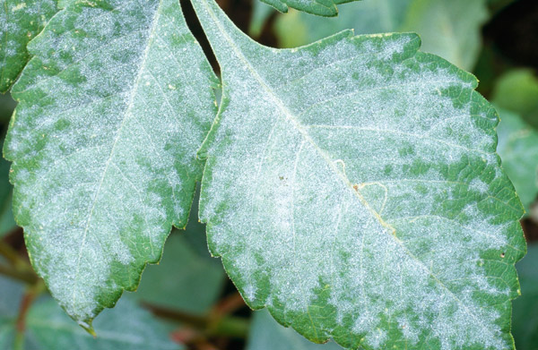 Comment diagnostiquer et traiter l'oïdium sur les plantes ornementales à Paris avec Atelier MR Paysagiste.