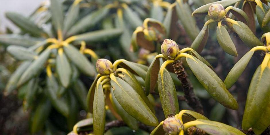 Comment diagnostiquer et traiter naturellement le Phytophtora sur les plantes ornementales à Paris avec Atelier MR Paysagiste.