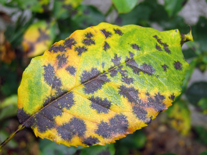 Comment diagnostiquer et traiter naturellement la tâche noire sur les plantes ornementales à Paris avec Atelier MR Paysagiste.