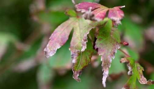 Comment diagnostiquer et traiter naturellement la Verticillose sur les plantes ornementales à Paris avec Atelier MR Paysagiste.